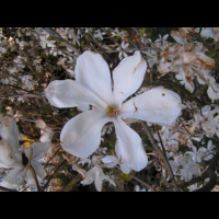 Magnolia Kobus (fam Magnoliacees) (Japon) (03)